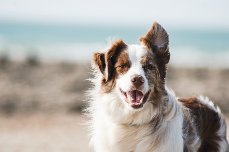 Friendly dog resting after a countryside walk